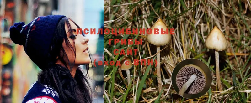 Галлюциногенные грибы Psilocybe  сколько стоит  Бабушкин 